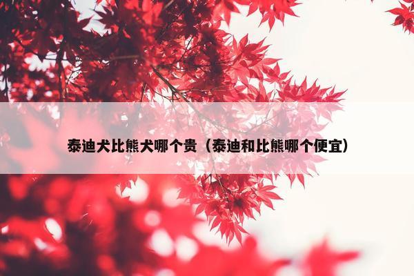 泰迪犬比熊犬哪个贵（泰迪和比熊哪个便宜）