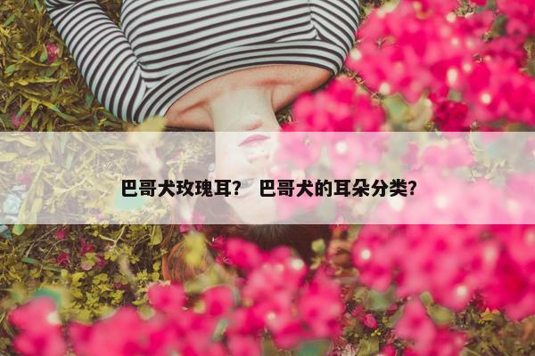 巴哥犬玫瑰耳？ 巴哥犬的耳朵分类？