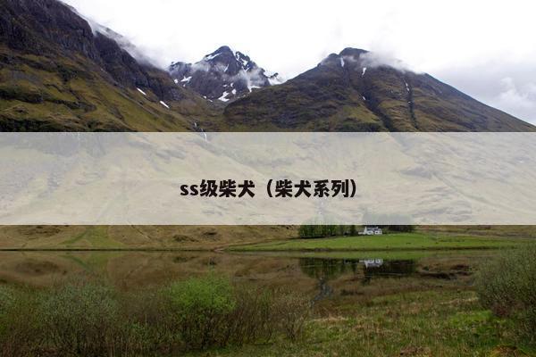 ss级柴犬（柴犬系列）