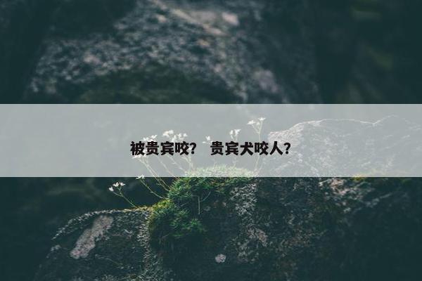 被贵宾咬？ 贵宾犬咬人？