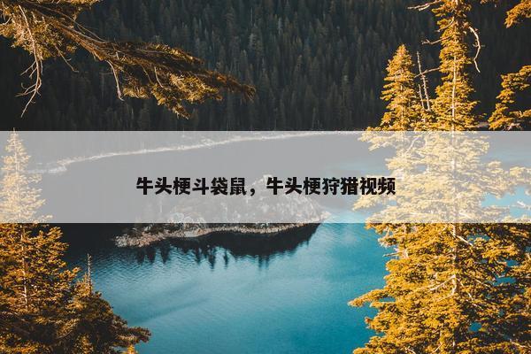 牛头梗斗袋鼠，牛头梗狩猎视频