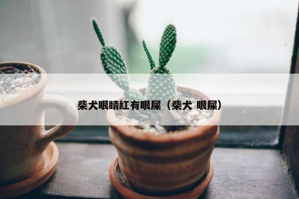 柴犬眼睛红有眼屎（柴犬 眼屎）