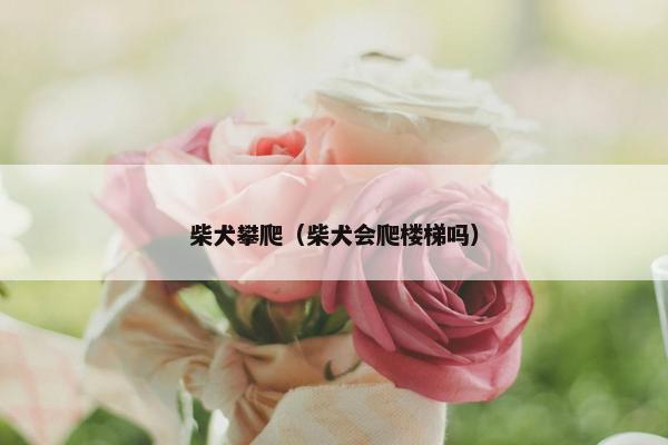 柴犬攀爬（柴犬会爬楼梯吗）