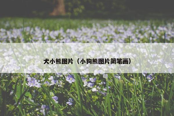 犬小熊图片（小狗熊图片简笔画）