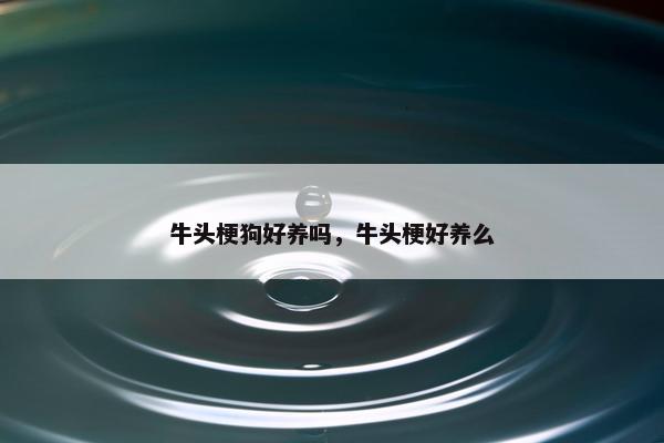 牛头梗狗好养吗，牛头梗好养么