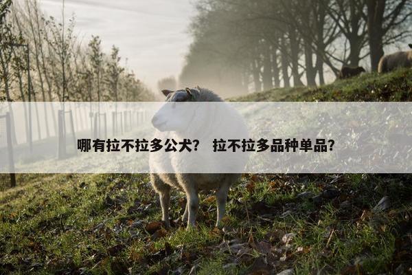 哪有拉不拉多公犬？ 拉不拉多品种单品？