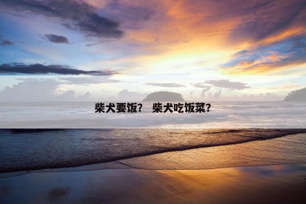 柴犬要饭？ 柴犬吃饭菜？