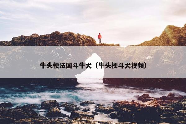 牛头梗法国斗牛犬（牛头梗斗犬视频）