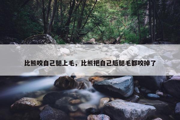 比熊咬自己腿上毛，比熊把自己后腿毛都咬掉了
