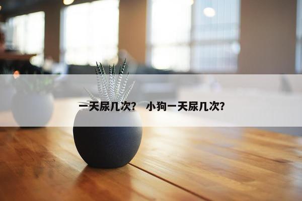 一天尿几次？ 小狗一天尿几次？