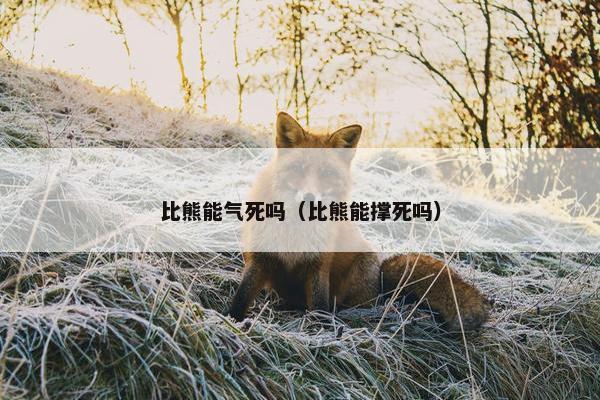 比熊能气死吗（比熊能撑死吗）