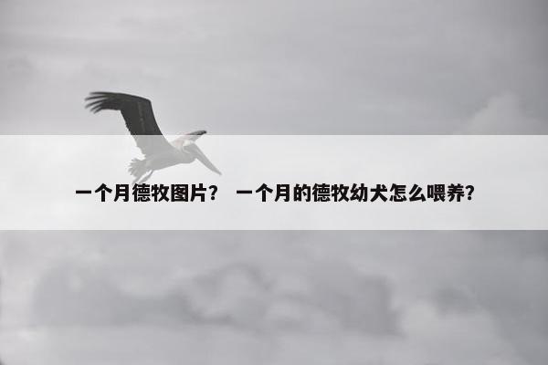 一个月德牧图片？ 一个月的德牧幼犬怎么喂养？