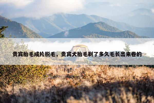 贵宾胎毛成片脱毛，贵宾犬胎毛剃了多久毛长出来卷的
