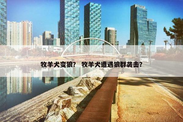 牧羊犬变狼？ 牧羊犬遭遇狼群袭击？