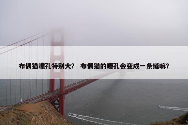 布偶猫瞳孔特别大？ 布偶猫的瞳孔会变成一条缝嘛？