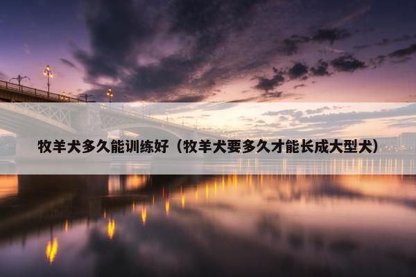 牧羊犬多久能训练好（牧羊犬要多久才能长成大型犬）