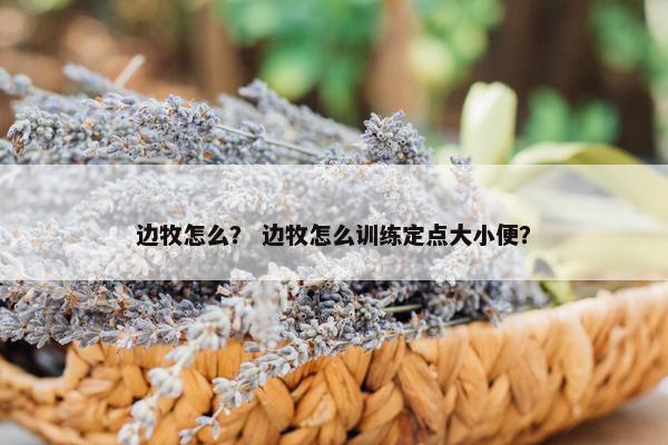 边牧怎么？ 边牧怎么训练定点大小便？