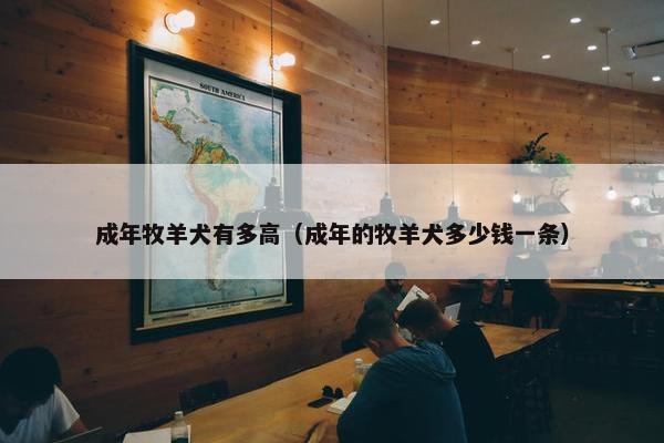 成年牧羊犬有多高（成年的牧羊犬多少钱一条）
