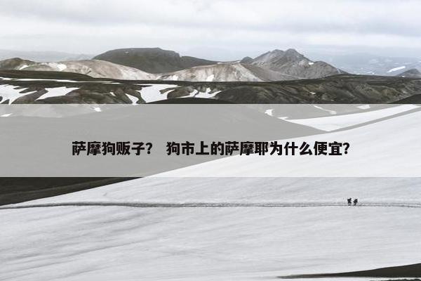 萨摩狗贩子？ 狗市上的萨摩耶为什么便宜？