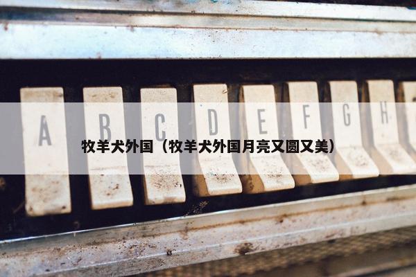 牧羊犬外国（牧羊犬外国月亮又圆又美）