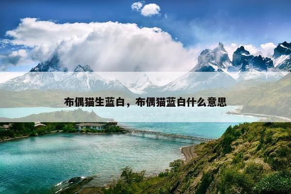 布偶猫生蓝白，布偶猫蓝白什么意思