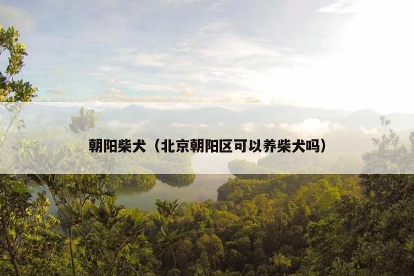 朝阳柴犬（北京朝阳区可以养柴犬吗）