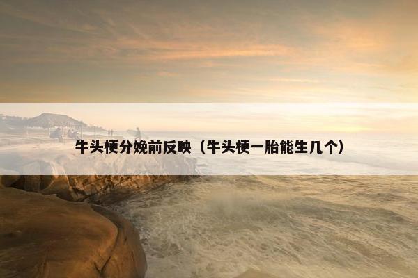 牛头梗分娩前反映（牛头梗一胎能生几个）