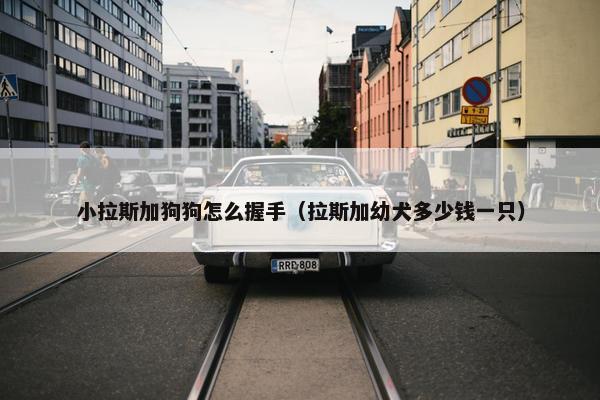 小拉斯加狗狗怎么握手（拉斯加幼犬多少钱一只）