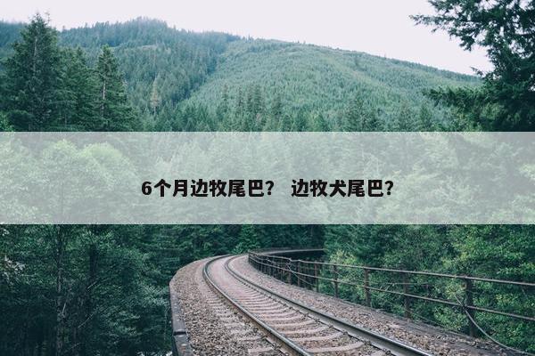 6个月边牧尾巴？ 边牧犬尾巴？