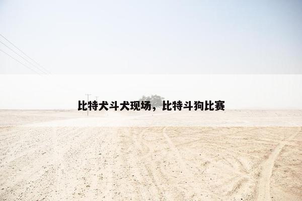 比特犬斗犬现场，比特斗狗比赛