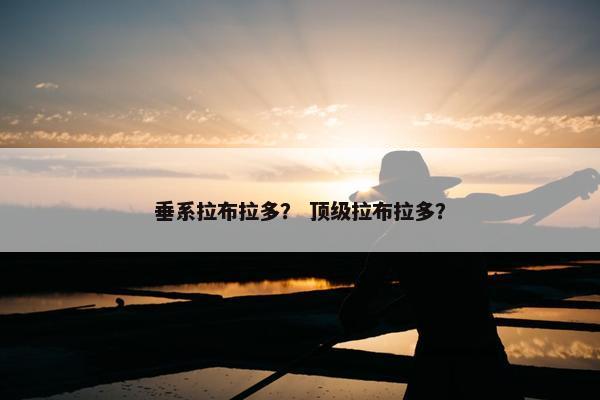 垂系拉布拉多？ 顶级拉布拉多？