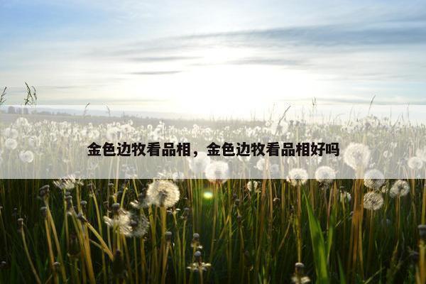 金色边牧看品相，金色边牧看品相好吗