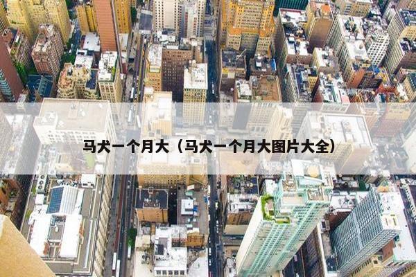 马犬一个月大（马犬一个月大图片大全）