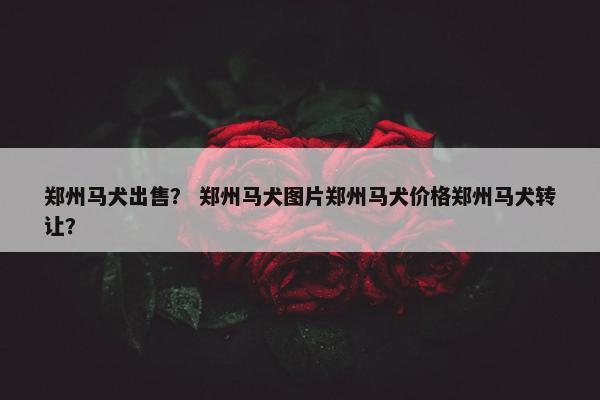 郑州马犬出售？ 郑州马犬图片郑州马犬价格郑州马犬转让？