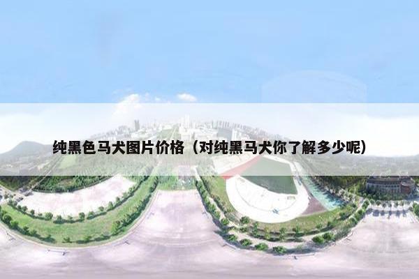 纯黑色马犬图片价格（对纯黑马犬你了解多少呢）