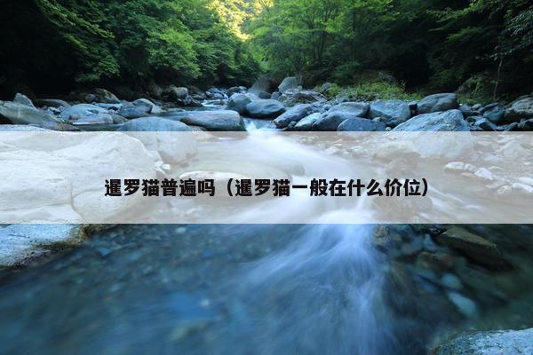 暹罗猫普遍吗（暹罗猫一般在什么价位）