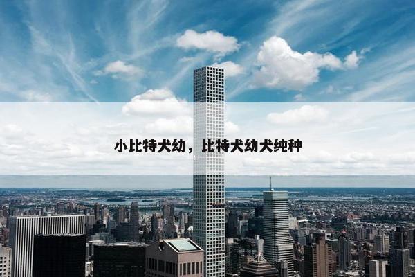 小比特犬幼，比特犬幼犬纯种