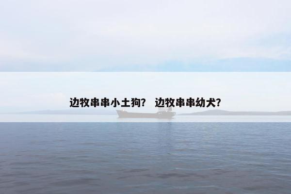 边牧串串小土狗？ 边牧串串幼犬？