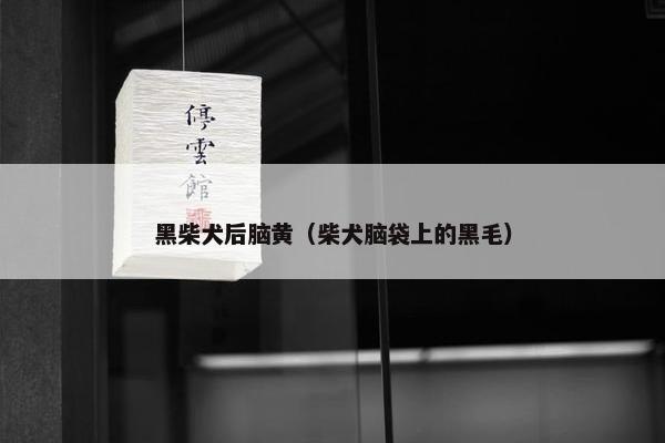 黑柴犬后脑黄（柴犬脑袋上的黑毛）