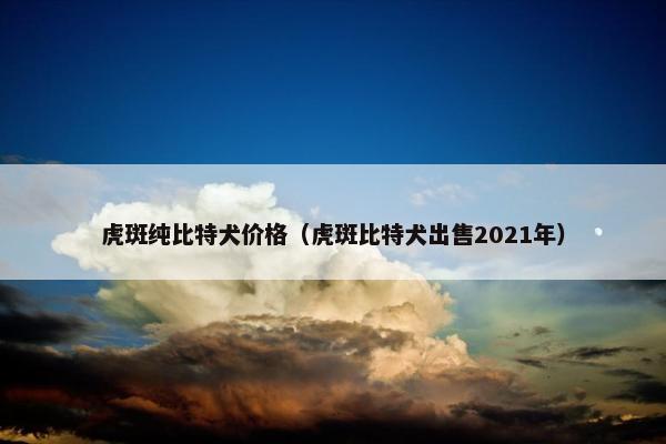虎斑纯比特犬价格（虎斑比特犬出售2021年）