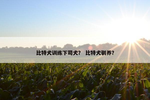 比特犬训练下司犬？ 比特犬驯养？