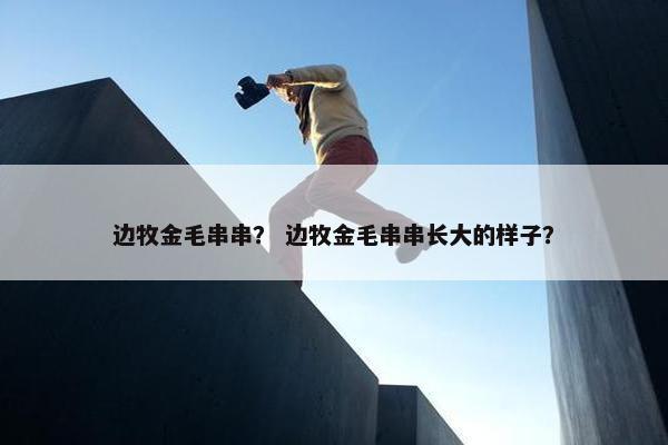 边牧金毛串串？ 边牧金毛串串长大的样子？