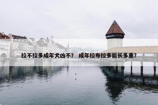 拉不拉多成年犬凶不？ 成年拉布拉多能长多重？