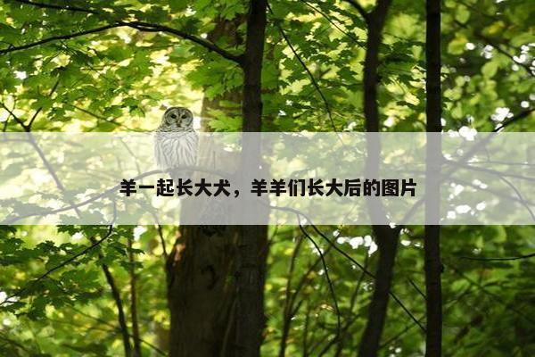 羊一起长大犬，羊羊们长大后的图片