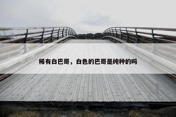 稀有白巴哥，白色的巴哥是纯种的吗