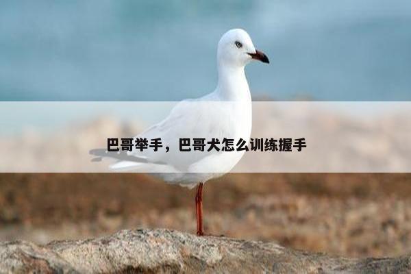 巴哥举手，巴哥犬怎么训练握手