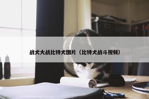 战犬大战比特犬图片（比特犬战斗视频）