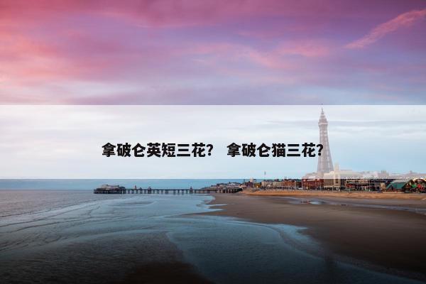 拿破仑英短三花？ 拿破仑猫三花？