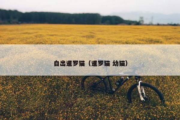 自出暹罗猫（暹罗猫 幼猫）
