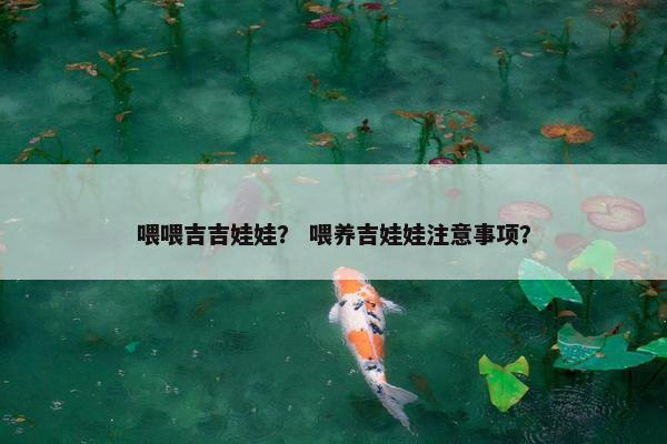 喂喂吉吉娃娃？ 喂养吉娃娃注意事项？